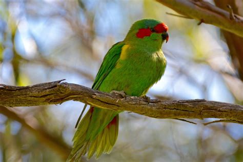 Types Of Australian Parrots