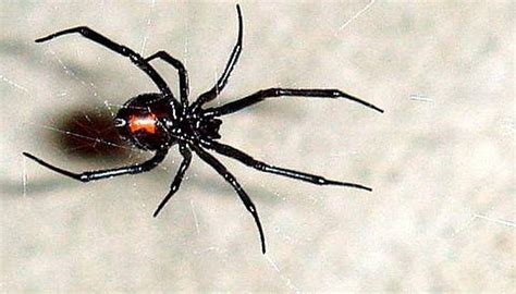 Types of Poisonous Spiders | Sciencing