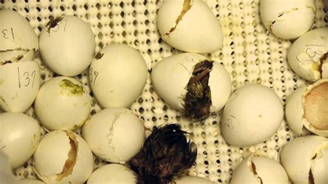 Baby Quail Eggs Hatching - YouTube