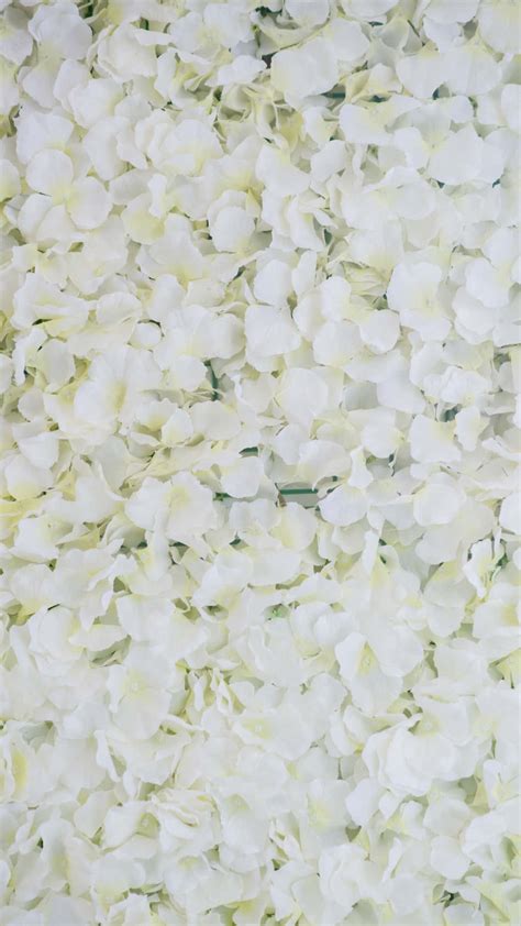 Download White Floral Backdrop Wallpaper | Wallpapers.com