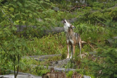 9 Spiritual Meanings of a Coyote Howling at Night: Must Read!