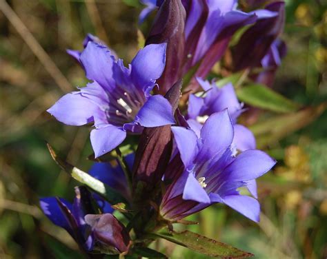 gentian | Flores