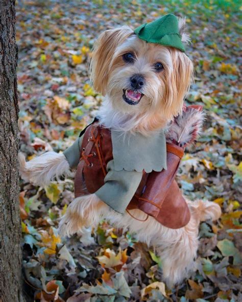 robin hood DIY homemade dog halloween costume | pet costumes | rambo ...