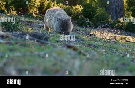 Portrait eating wombat Stock Videos & Footage - HD and 4K Video Clips - Alamy