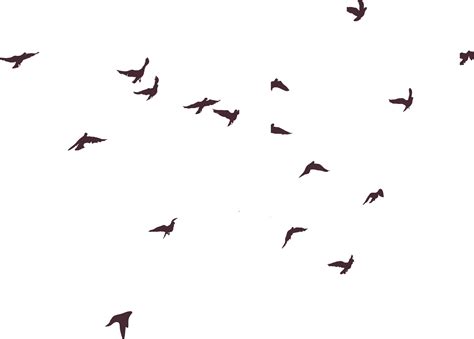 Bird Silhouette - Birds silhouette png download - 2098*1504 - Free Transparent Bird png Download ...