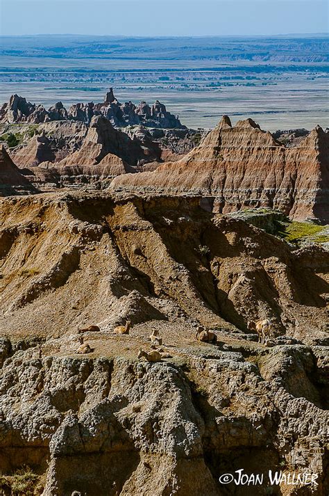 Badlands bighorn sheep Photograph by Joan Wallner - Fine Art America