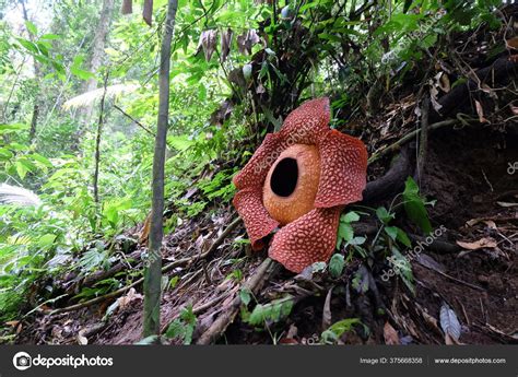 Full Bloomed Rafflesia Arnoldii Flower Bengkulu Forest Stock Photo by ©darrenkurnia 375668358