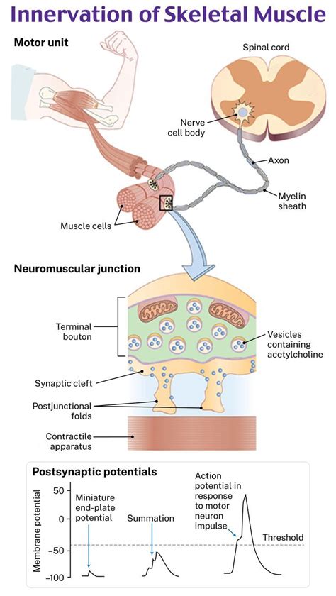 Innervation of Skeletal Muscle in 2023 | Medicine studies, Exam review, Physiology