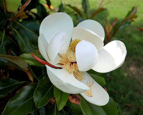 Southern Lagniappe: Sweet Magnolias