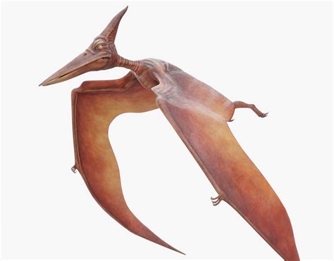 Pterodactyl Rigged 3D asset | CGTrader