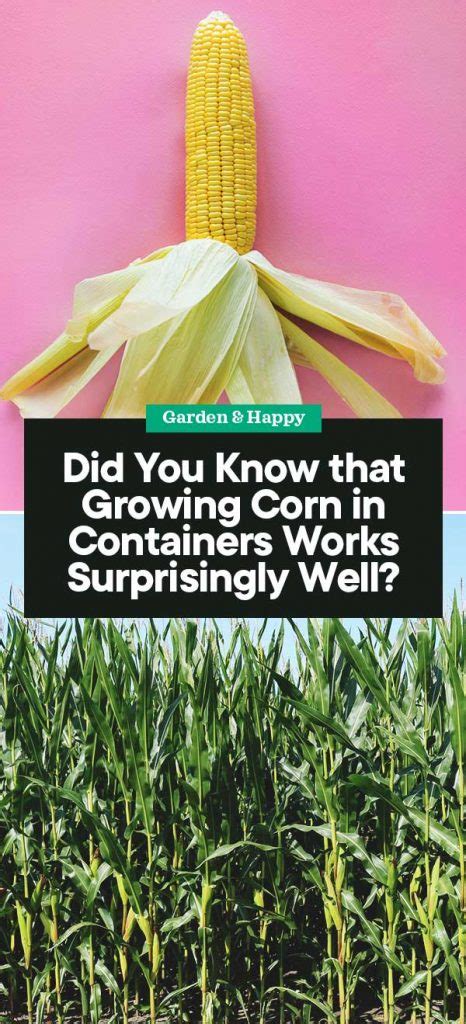 The Complete Guide to Growing Corn in Containers - Garden and Happy