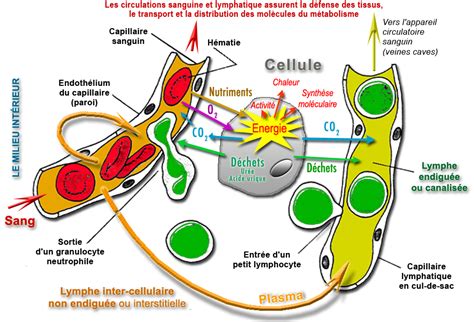 respiration cellulaire pdf