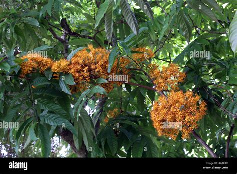 yellow saraca tree (saraca thaipingensis Stock Photo - Alamy