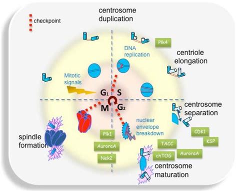 Interplay between the Centrosome and the Cell cycle. Important... | Download Scientific Diagram