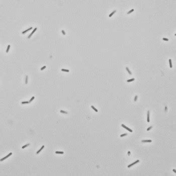 Clostridium perfringens