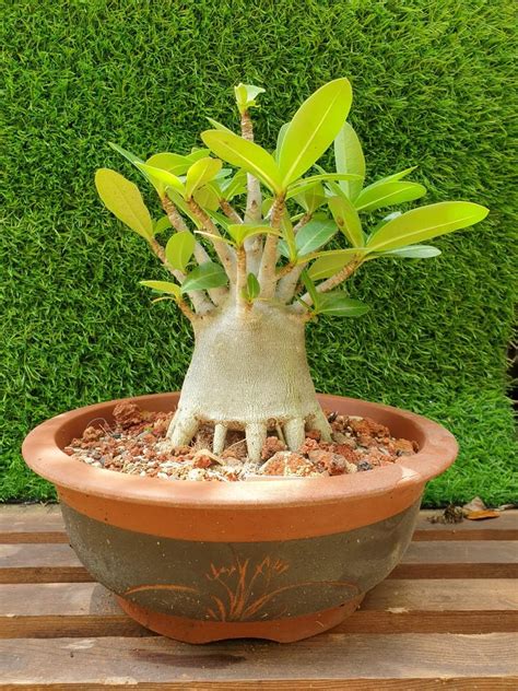 Adenium Thai Socotranum Bonsai Desert Rose, Furniture & Home Living, Gardening, Plants & Seeds ...