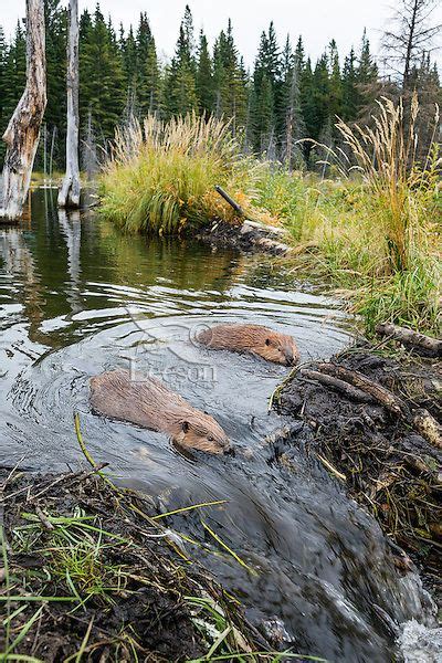 Two north american beaver castor canadensis working on dam tom pat ...