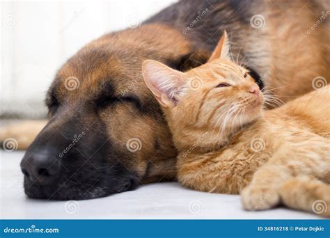 Cat And Dog Sleeping Together Royalty Free Stock Photos - Image: 34816218