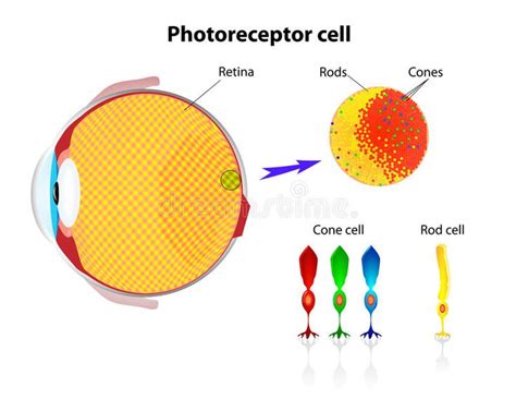 Retina. Rod cells and cone cells. Vector. Schematic structure of the ...