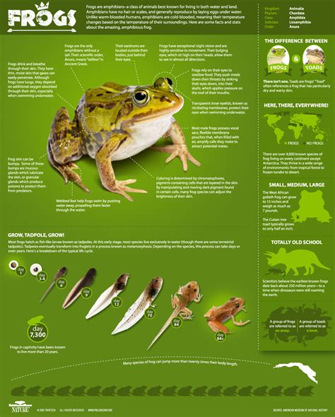 Frogs: The Thin Green Line ~ Infographic: All About Frogs | Nature | PBS | Frog, Animal ...