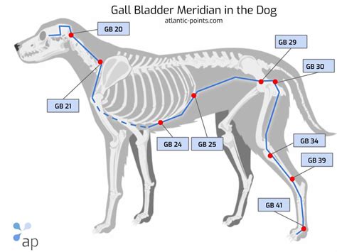 Acupuncture Points in Dogs - The Gall Bladder Meridian - Atlantic Points