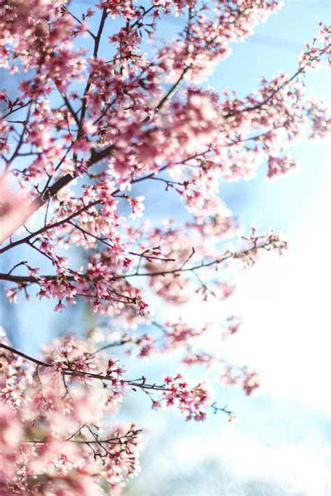 White cherry blossom tree during daytime photo – Free Blooms Image on ...