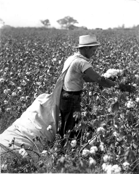 Two row cotton pickers - Page 2 - Coffee Shop - Red Power Magazine Community