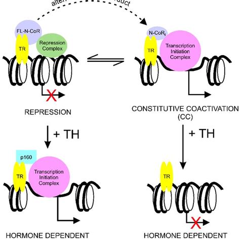 (PDF) Corepressor/Coactivator Paradox: Potential Constitutive ...