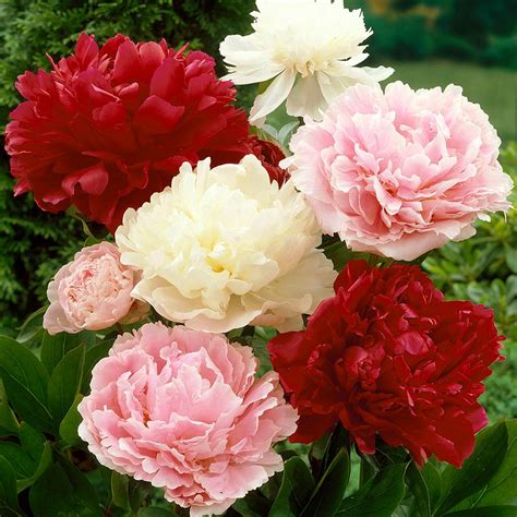 Van Zyverden Peonies Bulbs Mixed Colors (Set of 6 Roots)-21550 - The Home Depot