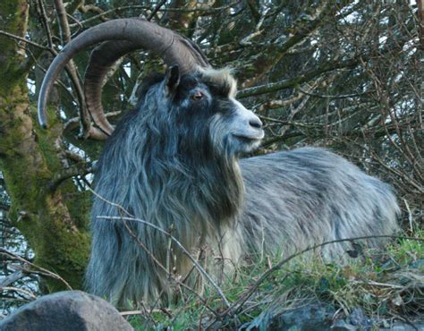 A Shaggy Goat Story - The Old Irish Goat