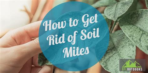 How to Get Rid of Soil Mites (Indoor and Outdoor Plants) - GFL Outdoors