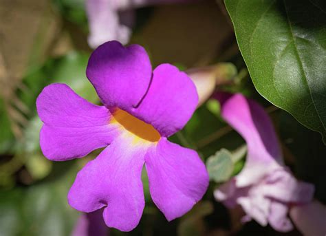 Purple Trumpet Flower Photograph by Bruce Pritchett | Fine Art America