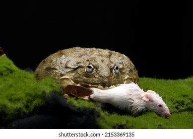 African Bullfrog Eating Mice Stock Photo 2153369135 | Shutterstock