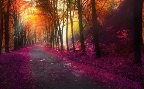 nature, Fall, Park, Trees, Colorful, Landscape, Leaves, Hill, Road, Lights Wallpapers HD ...