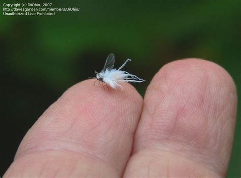 Bug Pictures: Woolly Aphid (Eriosoma sp.) by DiOhio