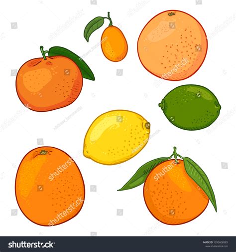 Vector Set Cartoon Citrus Fruits Lemon 库存矢量图（免版税）1395608585 | Shutterstock