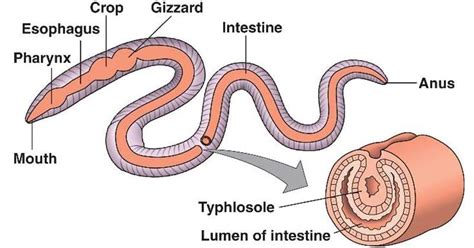 Digestive System of Earthworms