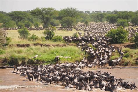 The Serengeti’s Four Regions And Why They Are Important | Toto Africa Adventures