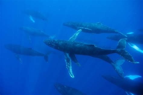 What is the Best Whale Watching Experience in Lahaina? - Hawaii Ocean ...