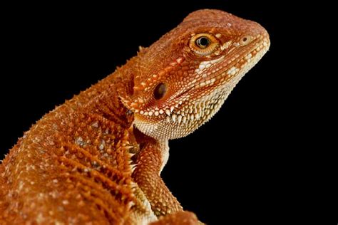 Red Bearded Dragon Care Guide: Diet, Habitat, FAQs, & More!