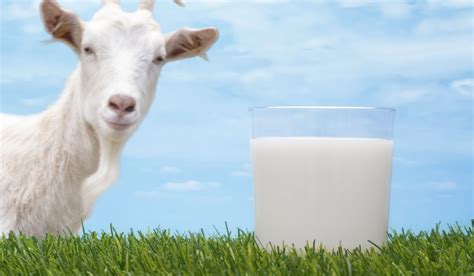 What Are The Best Health Benefits Of Goat Milk? - Health Cautions