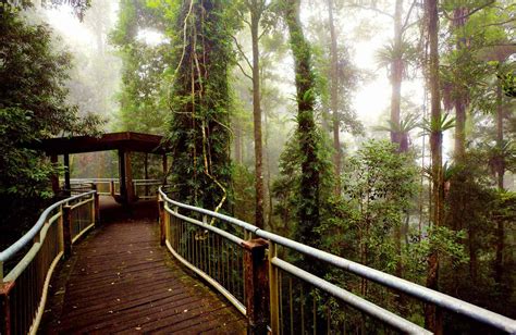 Dorrigo National Park | NSW National Parks