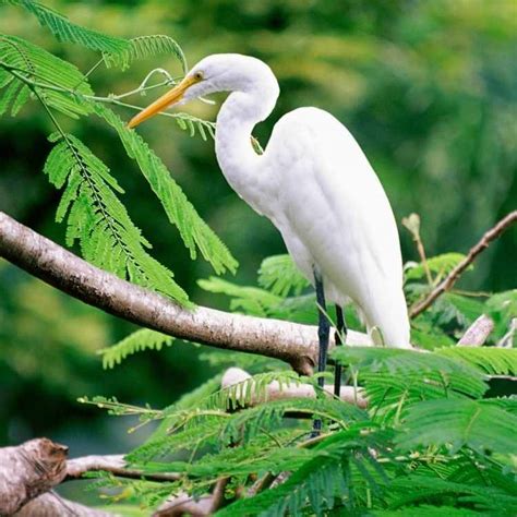 Unveiling The Egret Meaning: Grace, Purity, Transformation