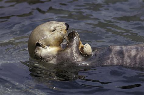 Sea Otter Floating On Back Eating Clams Photograph by Michael DeYoung