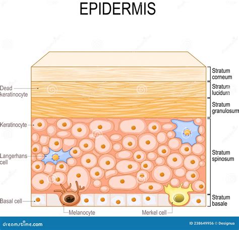 Layers of Epidermis. Epithelial Cells of the Skin Stock Vector ...