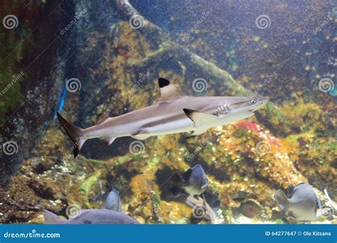 Blacktip reef shark stock image. Image of aquarium, shark - 64277647