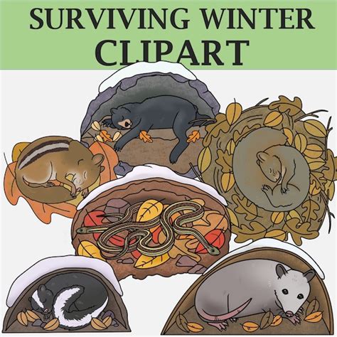 Clipart Of Animals Hibernating