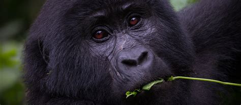 4 Day Uganda gorilla Trekking Safari - Love Uganda Safaris