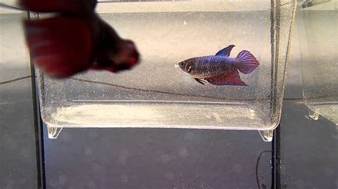 Betta Splendens Breeding F2 - YouTube