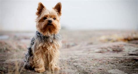 Yorkie Growth Chart (Weight & Size Chart) | When Do Yorkies Stop Growing